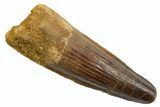 Fossil Spinosaurus Tooth - Feeding Worn Tip #349762-1
